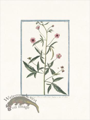 Bonelli 048 Musk Mallow